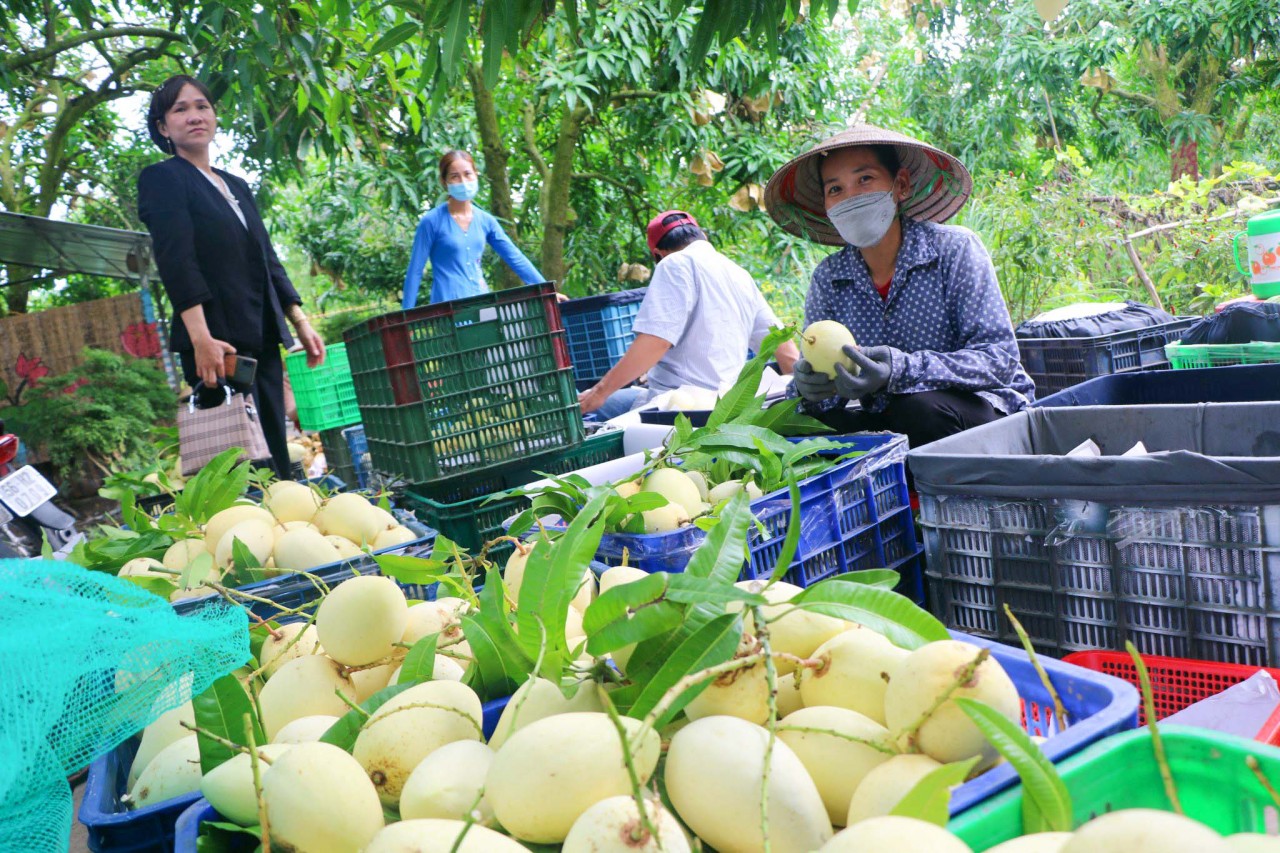 Đồng Tháp sắp diễn ra sự kiện ''mở đường'' nâng giá trị cho ngành hàng xoài Đồng Tháp sắp diễn ra sự kiện ''mở đường'' nâng giá trị cho ngành hàng xoài
