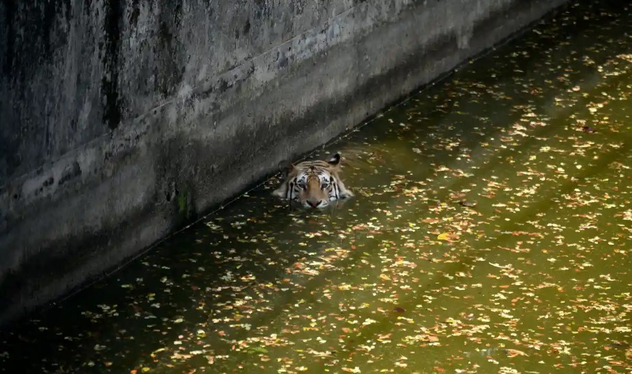 Một con hổ Bengal Hoàng gia bơi trong một đợt nắng nóng tại vườn thú quốc gia Bangladesh ở Dhaka. Ảnh: Syed Mahamudur Rahman/NurPhoto/Shutterstock Một con hổ Bengal Hoàng gia bơi trong một đợt nắng nóng tại vườn thú quốc gia Bangladesh ở Dhaka. Ảnh: Syed Mahamudur Rahman/NurPhoto/Shutterstock