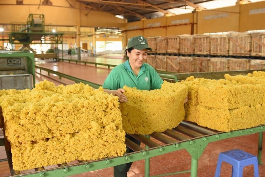 Netherlands increases rubber imports from Vietnamese market Netherlands increases rubber imports from Vietnamese market