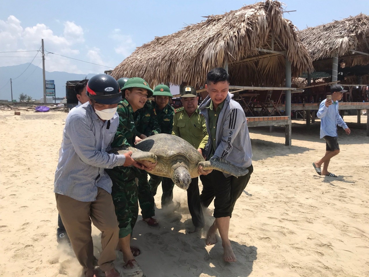 Cá thể vích được thả về môi trường biển