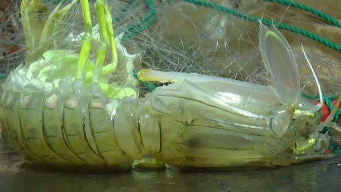 Ngư dân có thêm thu nhập từ khai thác rong mơ, tôm tít Ngư dân có thêm thu nhập từ khai thác rong mơ, tôm tít