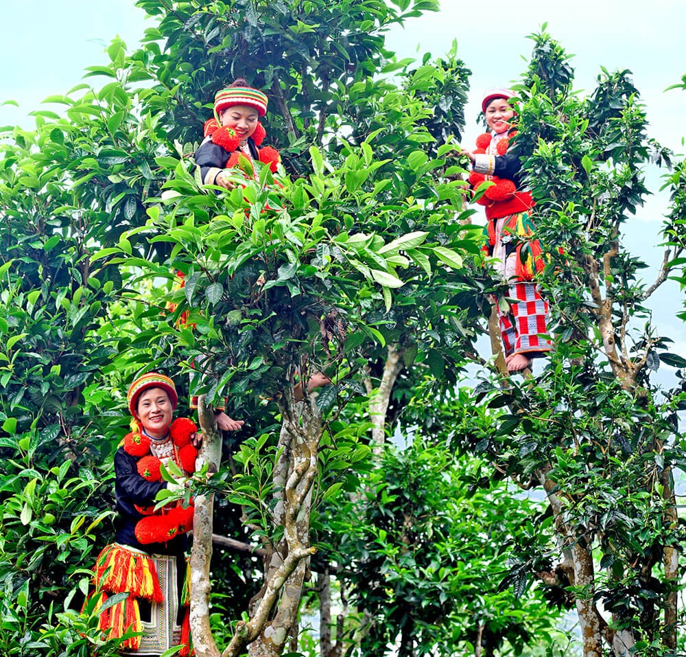 Chè Suối Giàng đặc sản Yên Bái Chè Suối Giàng đặc sản Yên Bái