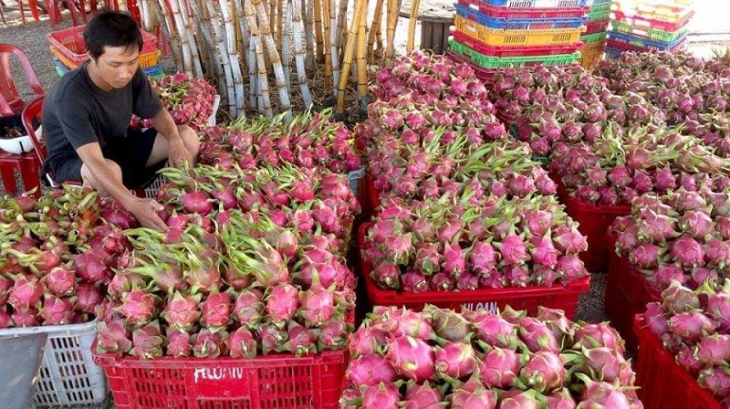 Để tăng kim ngạch xuất khẩu rau quả, cần chú trọng thị trường gần 1,4 tỷ dân Trung Quốc Để tăng kim ngạch xuất khẩu rau quả, cần chú trọng thị trường gần 1,4 tỷ dân Trung Quốc