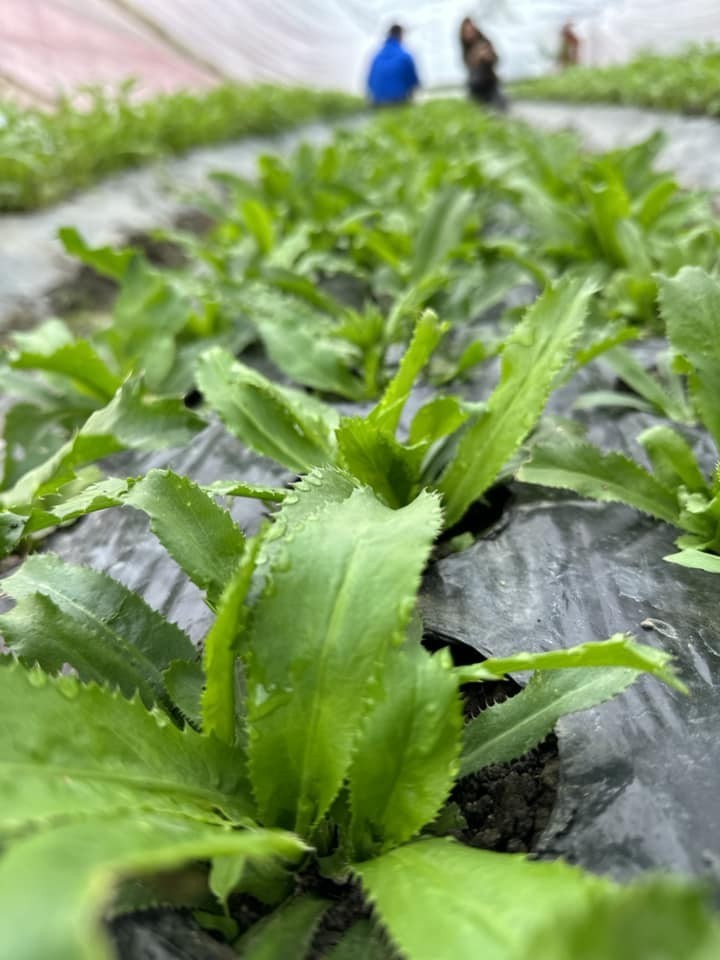 A Japanese to Grow Clean Vegetables for Vietnamese Trainees A Japanese to Grow Clean Vegetables for Vietnamese Trainees