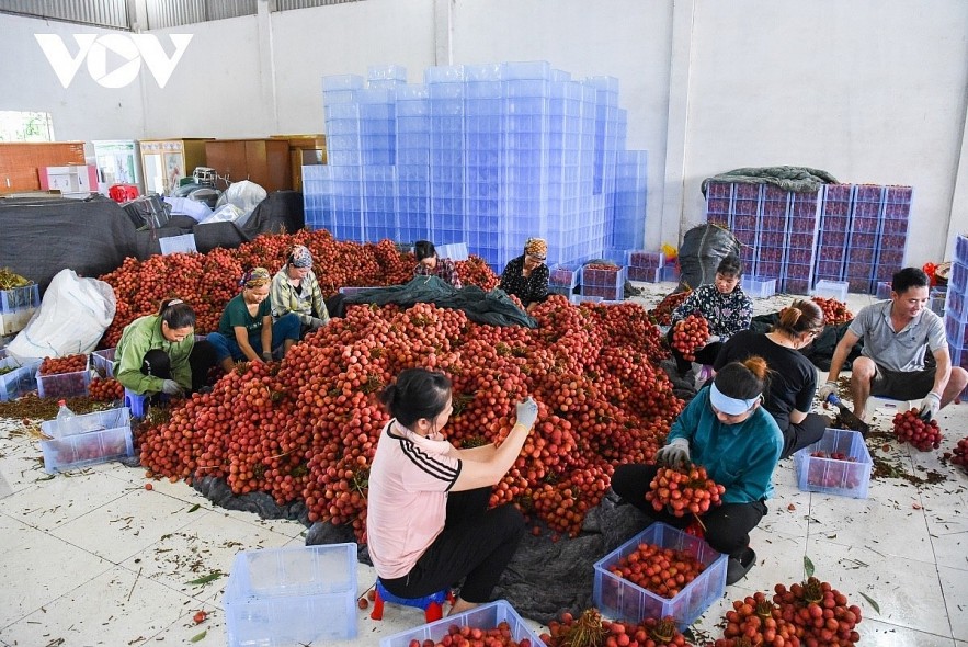 Sorting out lychee for local consumption and export. Sorting out lychee for local consumption and export.