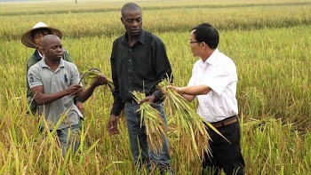 Việt Nam tận dụng Hiệp định AfCFTA để mở rộng hợp tác nông nghiệp, y tế... với châu Phi