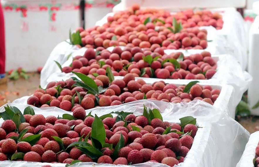 Vietnam's Prospect For Fruit Export To US Vietnam's Potential to be Major Fruit Exporter to USA