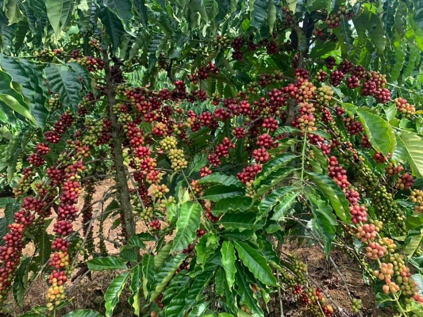 Sản lượng giảm, nhu cầu tăng cao đẩy giá cà phê trong nước lập đỉnh trong 15 năm Sản lượng giảm, nhu cầu tăng cao đẩy giá cà phê trong nước lập đỉnh trong 15 năm