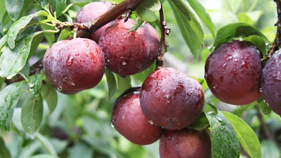Mận Sơn La được đưa suất ăn Hàng không Việt Nam Mận Sơn La được đưa suất ăn Hàng không Việt Nam