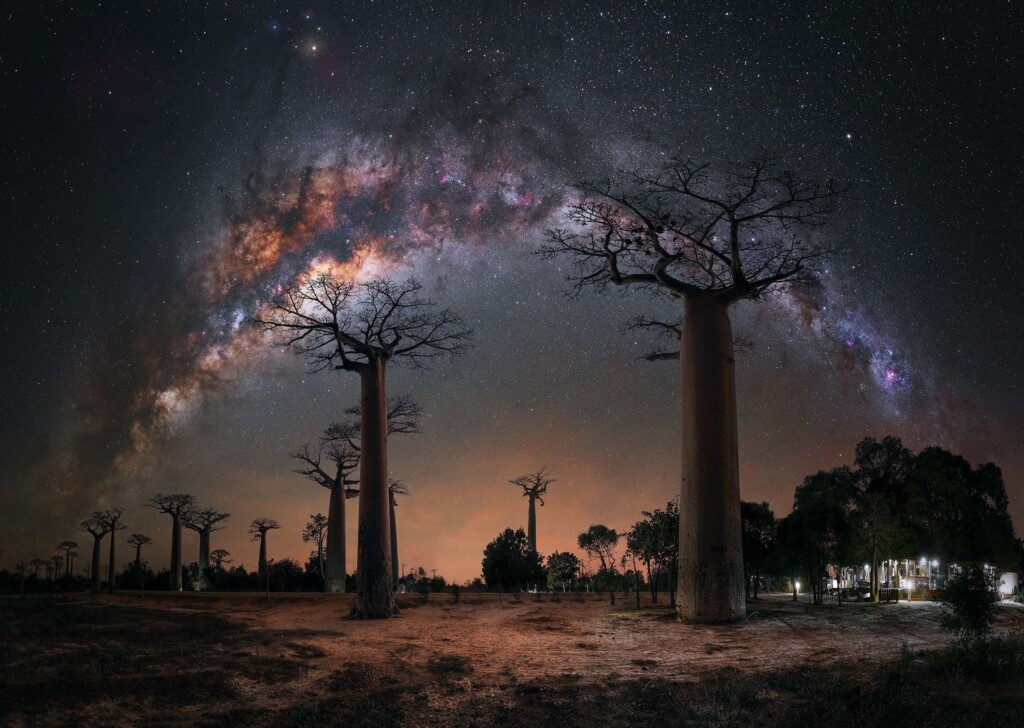 “Night under the Baobab Trees”. Photo: Steffi Lieberman “Night under the Baobab Trees”. Photo: Steffi Lieberman