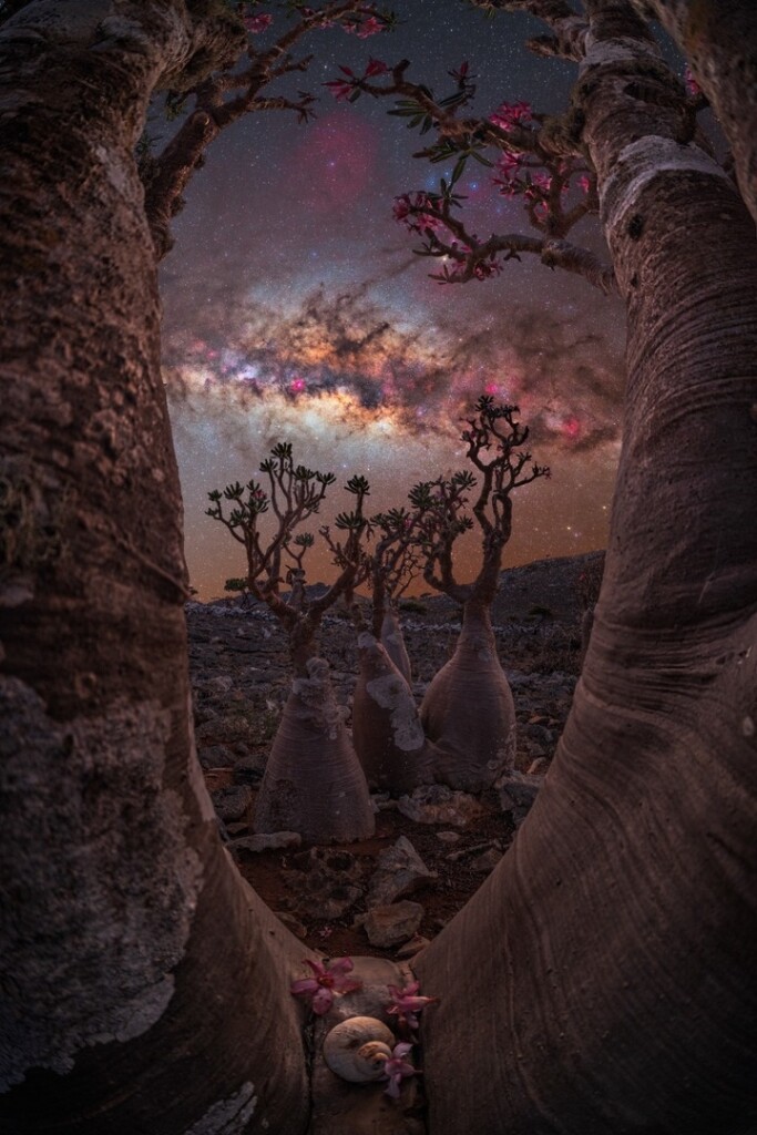 “The bottle tree portal”. Photo: Benjamin Barakat “The bottle tree portal”. Photo: Benjamin Barakat