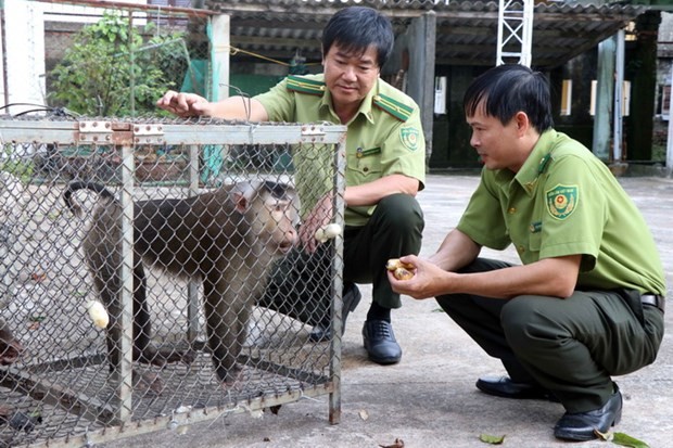 Hạt Kiểm lâm thị xã Hương Trà, tỉnh Thừa Thiên-Huế, tiếp nhận cá thể khỉ mặt đỏ và khỉ đuôi lợn, đều thuộc nhóm động vật nguy cấp, quý hiếm từ người dân tự nguyện bàn giao. (Ảnh: Đỗ Trưởng/TTXVN) Hạt Kiểm lâm thị xã Hương Trà, tỉnh Thừa Thiên-Huế, tiếp nhận cá thể khỉ mặt đỏ và khỉ đuôi lợn, đều thuộc nhóm động vật nguy cấp, quý hiếm từ người dân tự nguyện bàn giao. (Ảnh: Đỗ Trưởng/TTXVN)