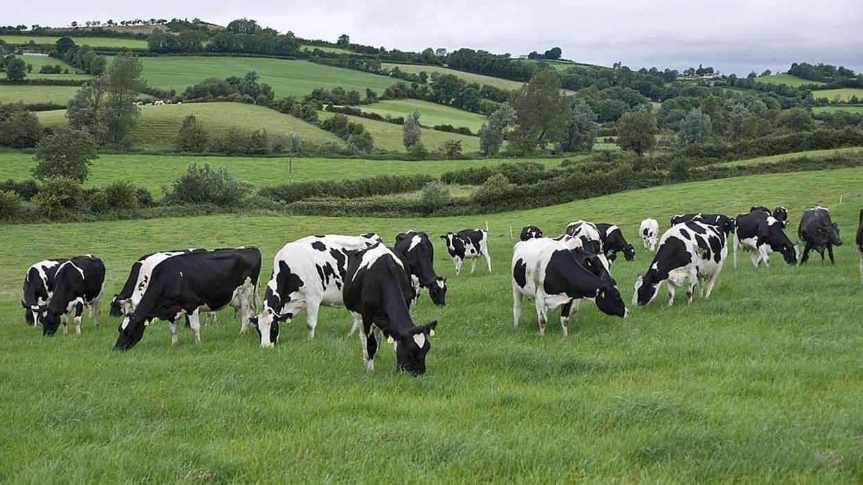 Ireland is a dairy exporting country with very good nutritional content and Vietnam is a country with a great demand for milk. Photo: edailynews Ireland is a dairy exporting country with very good nutritional content and Vietnam is a country with a great demand for milk. Photo: edailynews