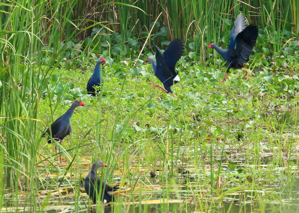 Grey-headed swamphen. Photo: Vu Bich Cuong
