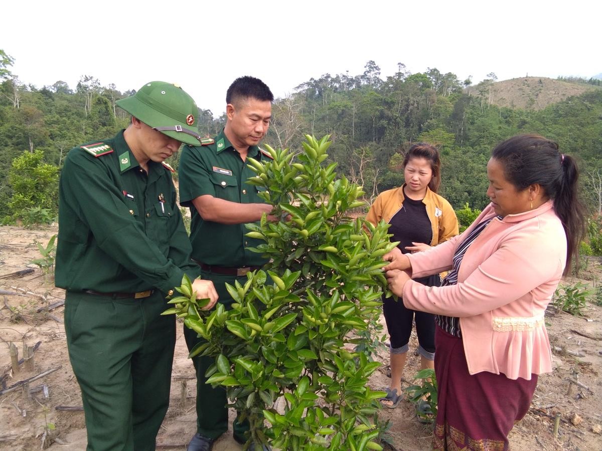 Cán bộ Đồn Biên phòng Thông Thụ hướng dẫn đại diện gia đình ông Vừ Và Pó chăm sóc cây ăn quả. Ảnh: Anh Sơn Cán bộ Đồn Biên phòng Thông Thụ hướng dẫn đại diện gia đình ông Vừ Và Pó chăm sóc cây ăn quả. Ảnh: Anh Sơn