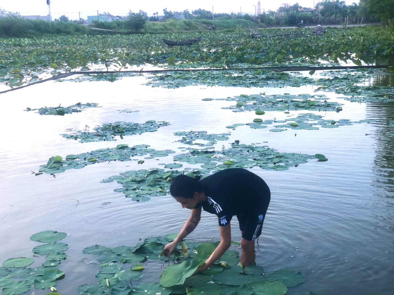 Hoa sen Việt Nhật - "Sứ giả" của tình hữu nghị