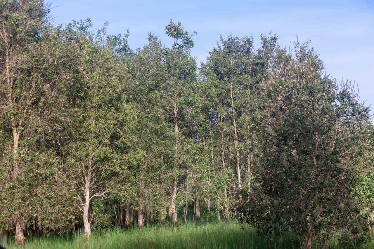 Get Back to Nature: Visit ASEAN Heritage Garden in Tay Ninh Province Get Back to Nature: Visit ASEAN Heritage Garden in Tay Ninh Province