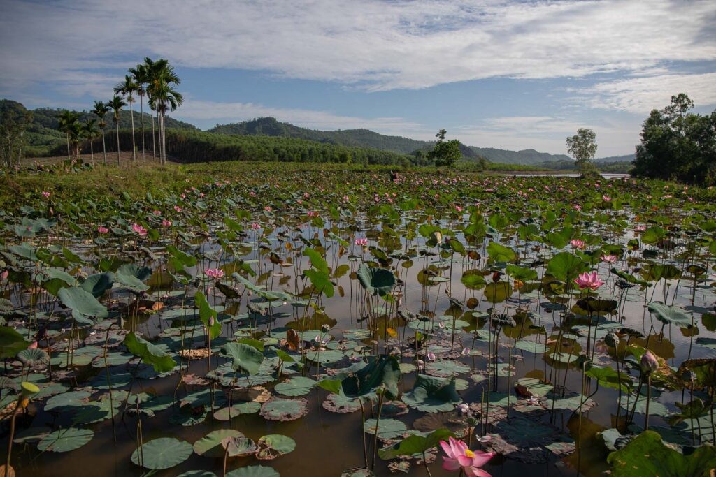 Photo: Visit Quang Nam Photo: Visit Quang Nam