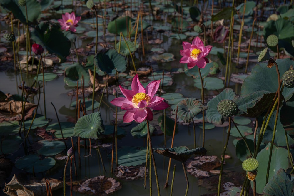 Photo: Visit Quang Nam Photo: Visit Quang Nam
