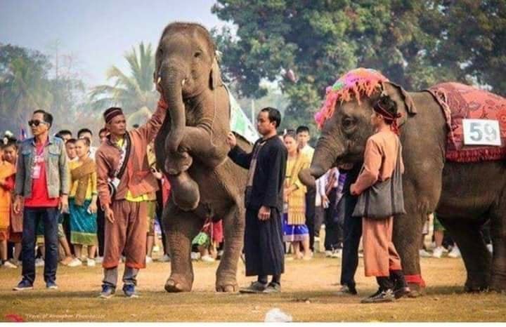 Độc đáo màn diễu hành voi tại lễ hội BounChang Lào Độc đáo màn diễu hành voi tại lễ hội BounChang Lào