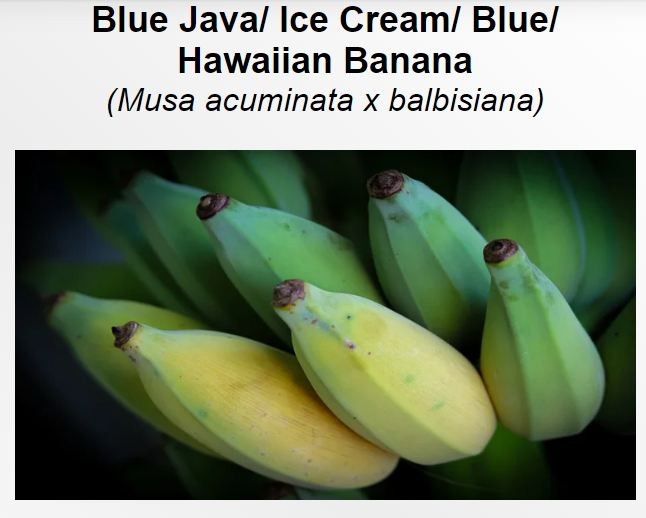 Trước khi chín hoàn toàn, chuối Blue Java có màu xanh lam nhạt, nhưng khi trưởng thành, chúng có xu hướng chuyển sang màu vàng. Ảnh: 8billiontrees.com Trước khi chín hoàn toàn, chuối Blue Java có màu xanh lam nhạt, nhưng khi trưởng thành, chúng có xu hướng chuyển sang màu vàng. Ảnh: 8billiontrees.com