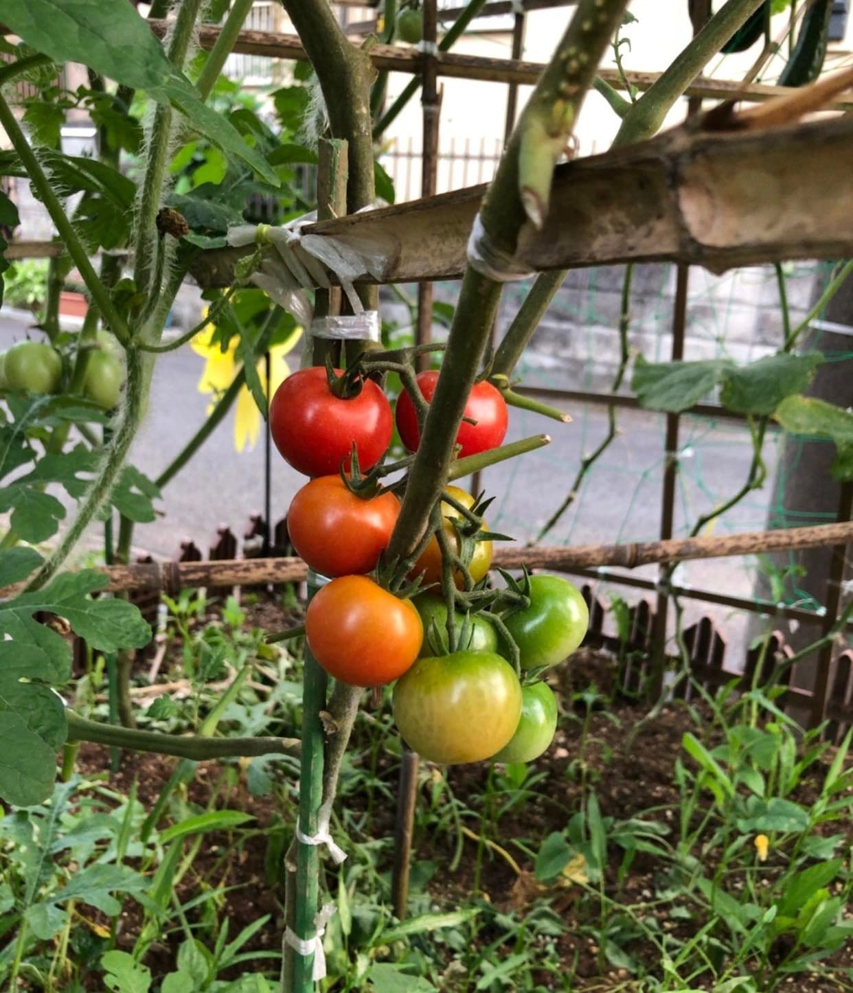 The riped tomatoes in Nguyen Luan's garden. Photo: Nguyen Luan The riped tomatoes in Nguyen Luan's garden. Photo: Nguyen Luan