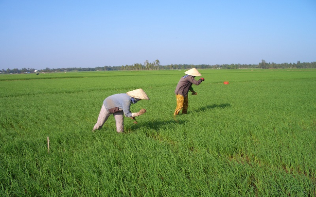 Các nước tăng mua đẩy giá gạo xuất khẩu tăng thêm 20 USD/tấn Các nước tăng mua đẩy giá gạo xuất khẩu tăng thêm 20 USD/tấn ảnh 1
