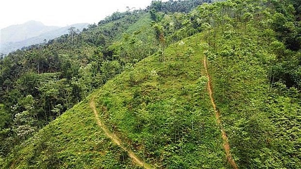 The northern province of Yen Bai plants 15,000 ha of forest each year, striving to raise its forest coverage to 65%. (Photo: VNA) The northern province of Yen Bai plants 15,000 ha of forest each year, striving to raise its forest coverage to 65%. (Photo: VNA)