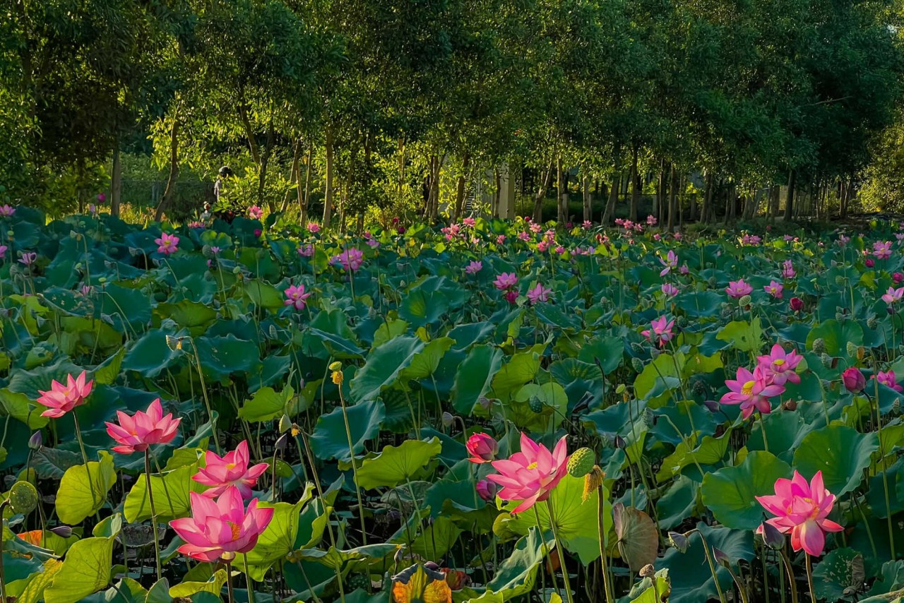The Beauty Of Quang Tri Through Vietnamese Travel Blogger's Lenses The Beauty Of Quang Tri Through Vietnamese Travel Blogger’s Lenses