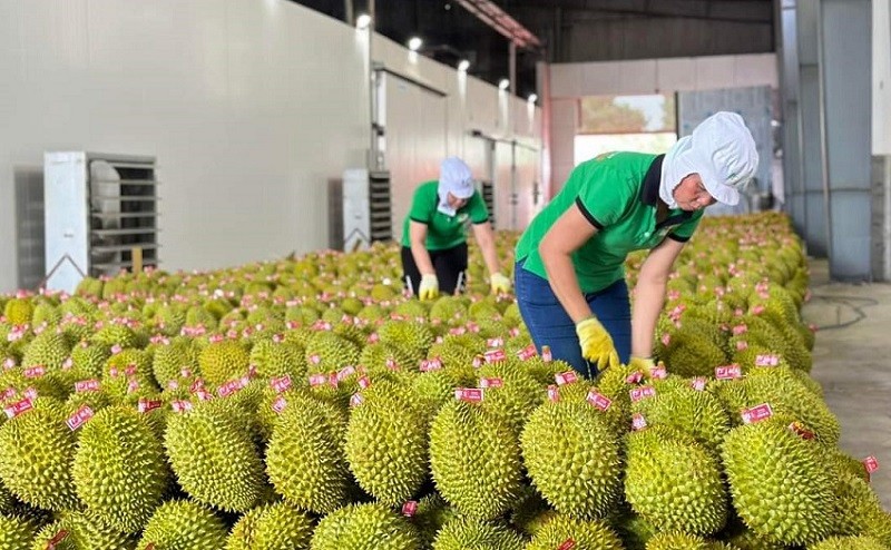 Kim ngạch xuất khẩu rau quả sẽ về đích trước 2 năm so với mục tiêu Kim ngạch xuất khẩu rau quả sẽ về đích trước 2 năm so với mục tiêu