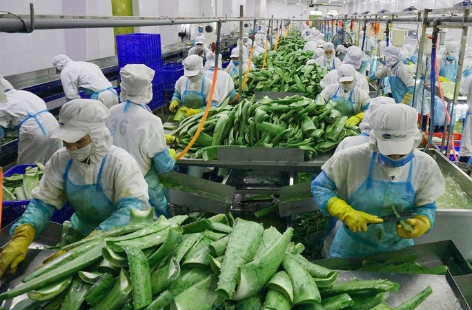 Nông sản là một trong những mặt hàng có tiềm năng xuất khẩu sang Anh. Trong ảnh: Chế biến nha đam xuất khẩu tại Công ty CP Thực phẩm Cánh Đồng Việt (tỉnh Ninh Thuận) thuộc GCFOOD. Ảnh: AN NA