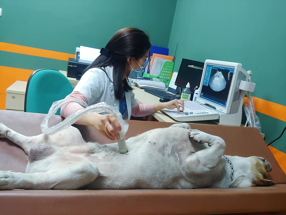 Photo: Bệnh viện thú cảnh Greenpet/Facebook Photo: Bệnh viện thú cảnh Greenpet/Facebook