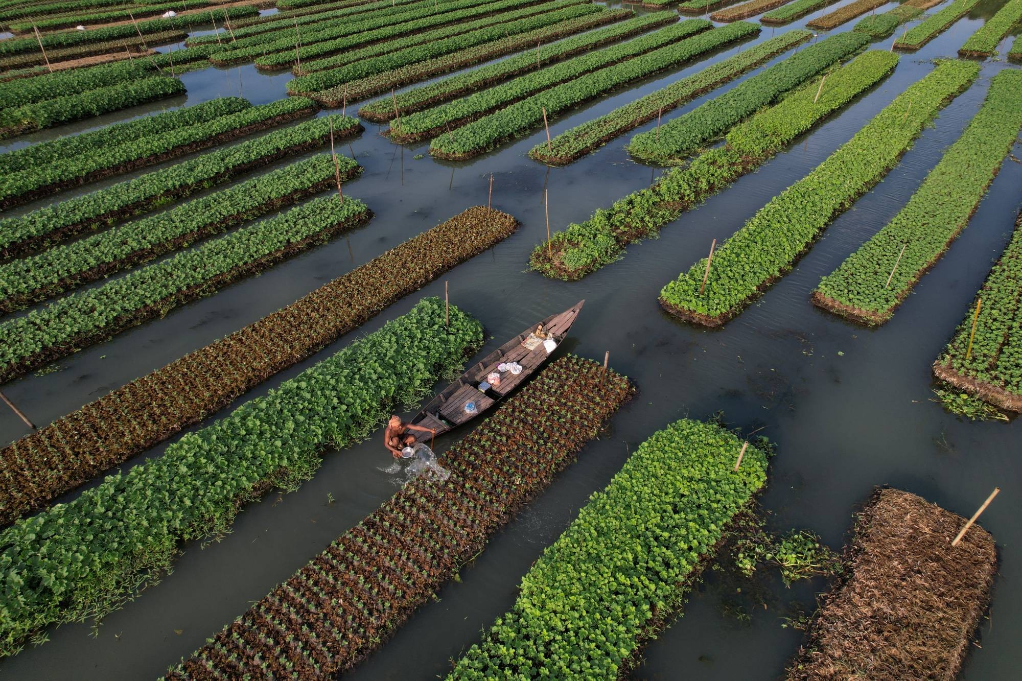 Một nông dân tưới nước cho hoa màu trồng trên bè nổi ở Pirojpur, Bangladesh (Ảnh Reuters). Một nông dân tưới nước cho hoa màu trồng trên bè nổi ở Pirojpur, Bangladesh (Ảnh Reuters).