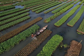 Kỹ thuật cổ xưa giúp Bangladesh ứng phó với biến đổi khí hậu