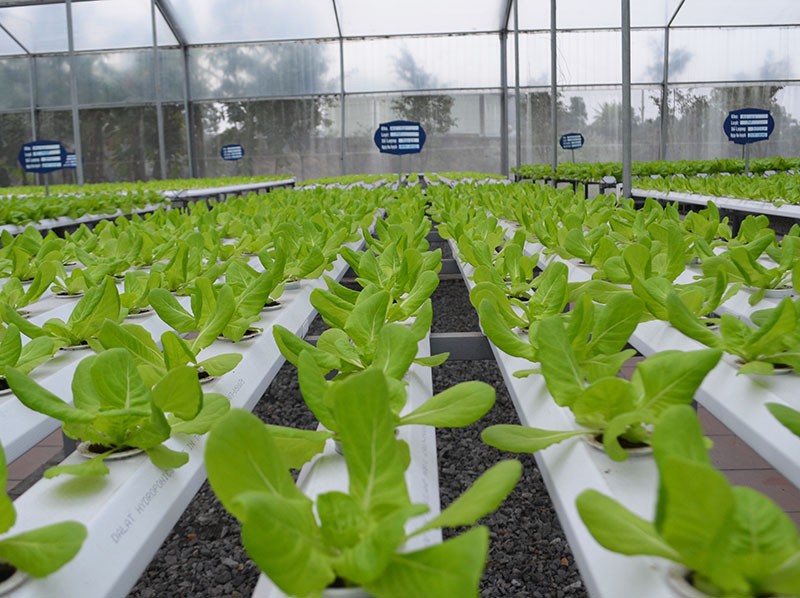Mô hình rau thủy canh của Green Farm Mạo Khê (TX Đông Triều) phát triển tốt nhờ công nghệ tưới nước tự động (Ảnh: Báo Quảng Ninh). Mô hình rau thủy canh của Green Farm Mạo Khê (TX Đông Triều) phát triển tốt nhờ công nghệ tưới nước tự động (Ảnh: Báo Quảng Ninh).