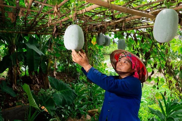 Mô hình vườn nhà cải thiện bữa ăn cho người dân nghèo Tân Uyên (Lai Châu) Mô hình vườn nhà cải thiện bữa ăn cho người dân nghèo Tân Uyên (Lai Châu)