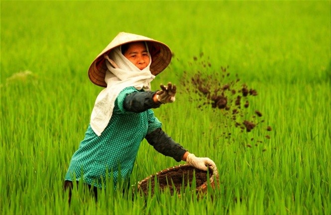 Sử dụng phân bón hữu cơ hướng tới phát triển nền nông nghiệp hữu cơ. (Ảnh: datsachhuuco.com) Sử dụng phân bón hữu cơ hướng tới phát triển nền nông nghiệp hữu cơ. (Ảnh: datsachhuuco.com)