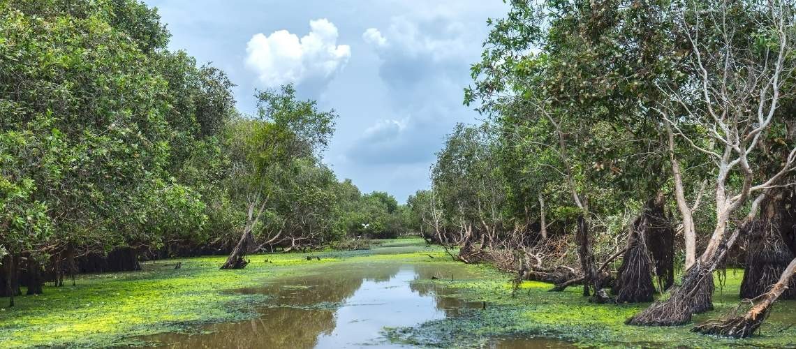 Tra Su Melaleuca Forest – The Fairytale Land Of Vietnam Tra Su Melaleuca Forest – The Fairytale Land Of Vietnam