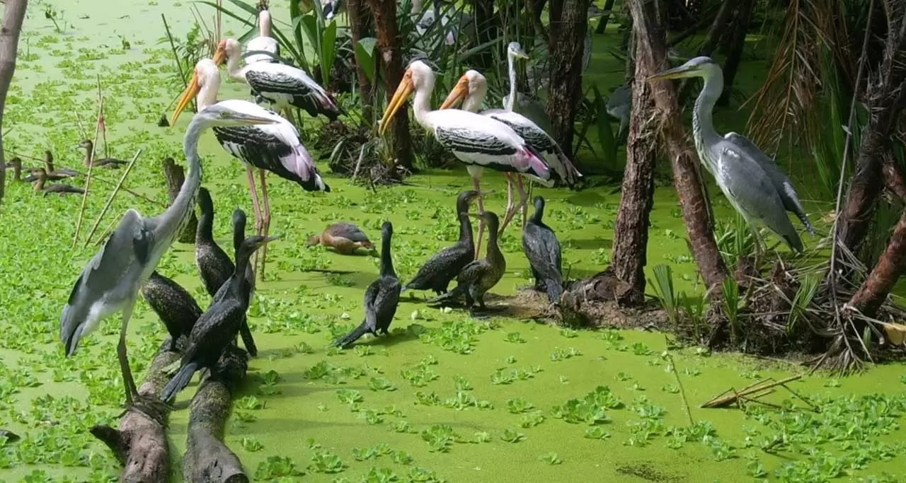 Tra Su Melaleuca Forest – The Fairytale Land Of Vietnam Tra Su Melaleuca Forest – The Fairytale Land Of Vietnam