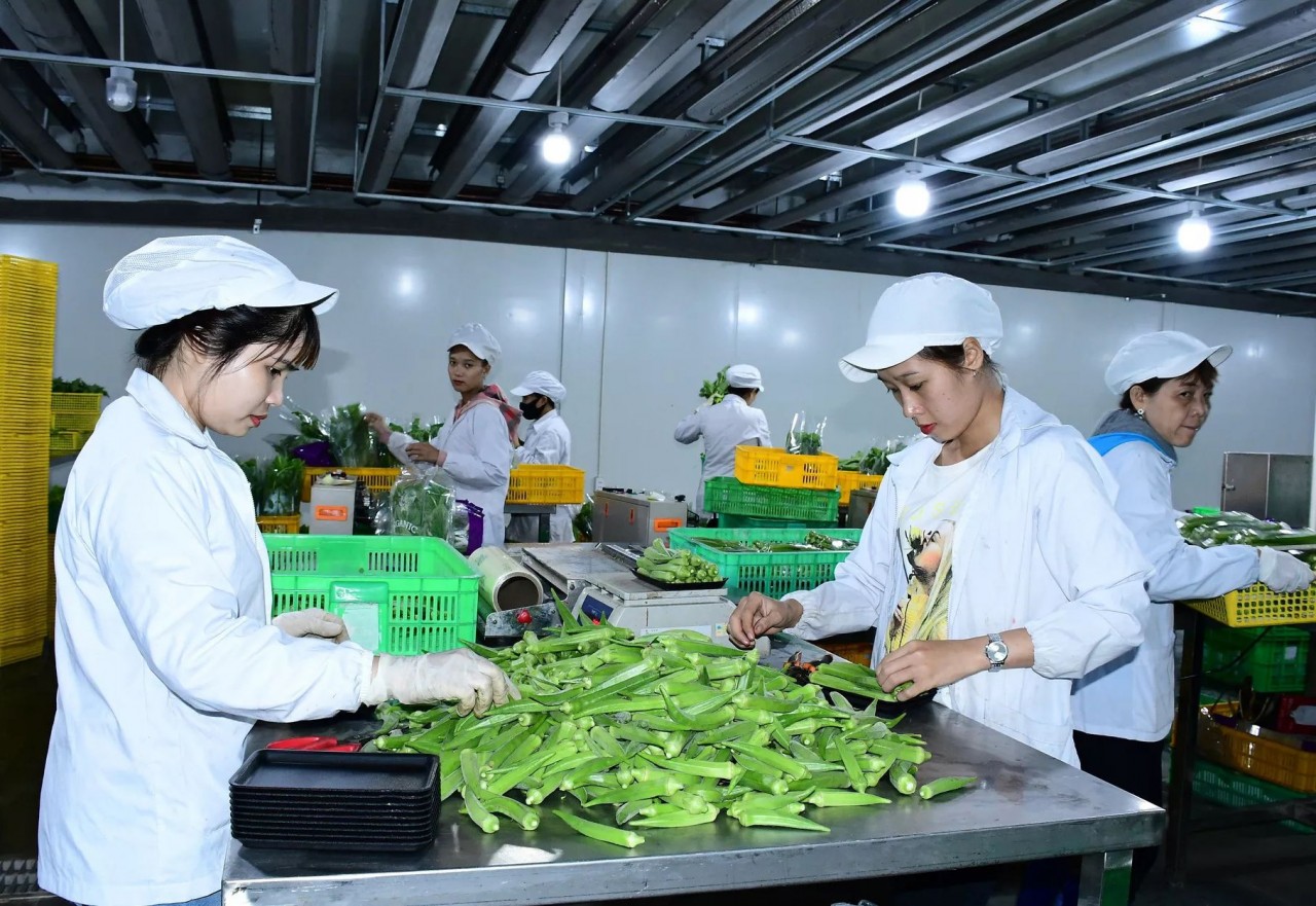 TS Nguyễn Tú Anh: Muốn đi xa và nhanh Việt Nam vẫn cần phát triển thị trường nước ngoài TS Nguyễn Tú Anh: Muốn đi xa và nhanh Việt Nam vẫn cần phát triển thị trường nước ngoài
