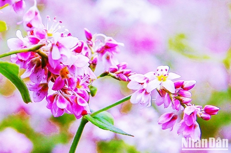 Cánh hoa mỏng tím lung linh trong nắng thu. (Ảnh: ĐÌNH NAM) Cánh hoa mỏng tím lung linh trong nắng thu. (Ảnh: ĐÌNH NAM)