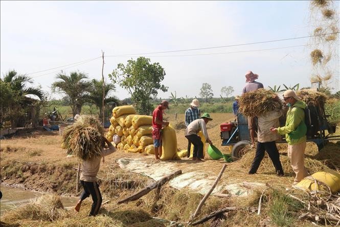 Thu hoạch lúa trong mô hình lúa tôm ở xã Phú Tân huyện Tân Phú Đông tỉnh Tiền Giang (Ảnh TTXVN). Thu hoạch lúa trong mô hình lúa tôm ở xã Phú Tân huyện Tân Phú Đông tỉnh Tiền Giang (Ảnh TTXVN).