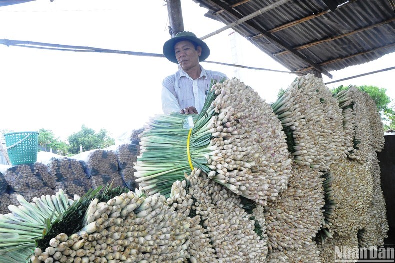 Cây sả đã giúp rất nhiều hộ dân ở huyện Tân Phú Đông tỉnh Tiền Giang thoát nghèo vươn lên làm giàu (Ảnh Nhân Dân). Cây sả đã giúp rất nhiều hộ dân ở huyện Tân Phú Đông tỉnh Tiền Giang thoát nghèo vươn lên làm giàu (Ảnh Nhân Dân).