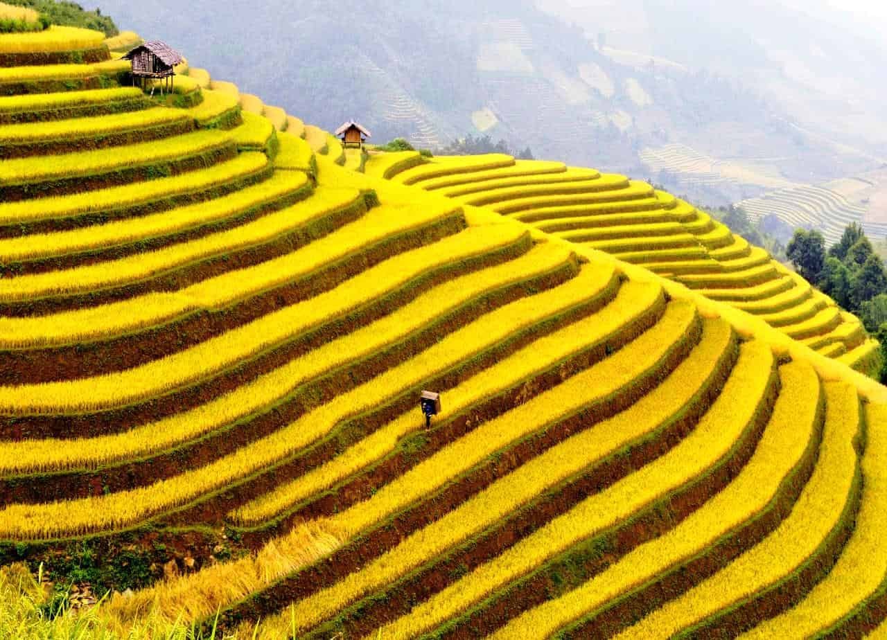 Best Places To See The Riped Rice Season In Vietnam Best Places To See The Ripening Rice Season In Vietnam