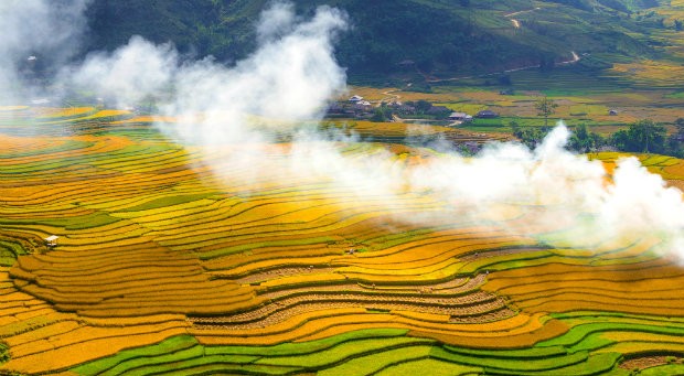 Best Places To See The Riped Rice Season In Vietnam Best Places To See The Ripening Rice Season In Vietnam
