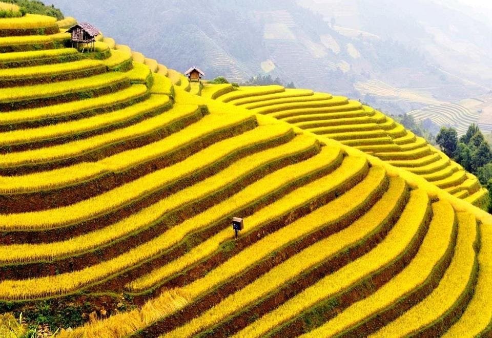 Best Places To See The Riped Rice Season In Vietnam Best Places To See The Ripening Rice Season In Vietnam