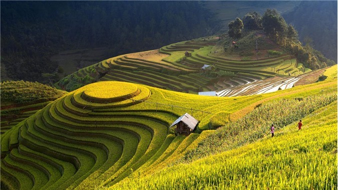 Best Places To See The Riped Rice Season In Vietnam Best Places To See The Ripening Rice Season In Vietnam