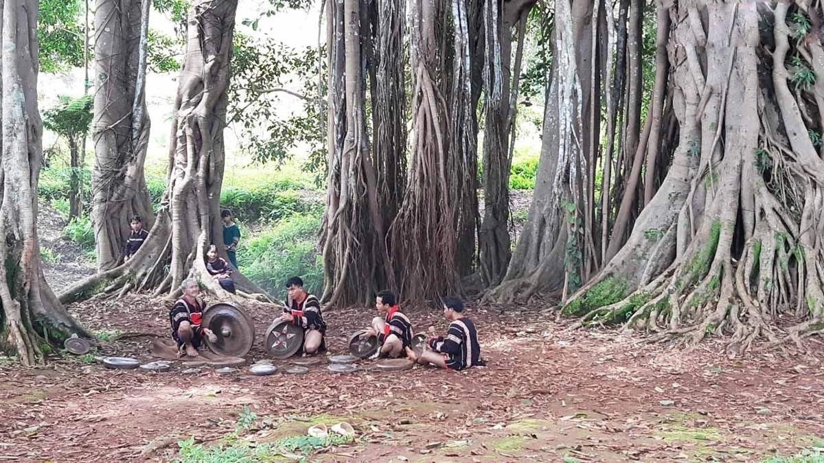 The 200-Year-Old Banyan Tree Unites The Jrai People The 200-Year-Old Banyan Tree Unites The Jrai People