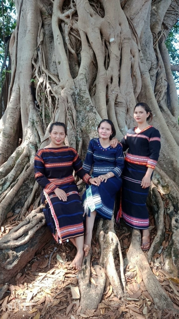 The 200-Year-Old Banyan Tree Unites The Jrai People The 200-Year-Old Banyan Tree Unites The Jrai People