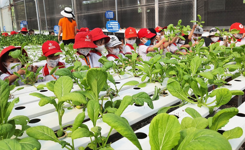 Rau xanh trồng theo phương pháp thủy canh hồi lưu của Green Farm 188.